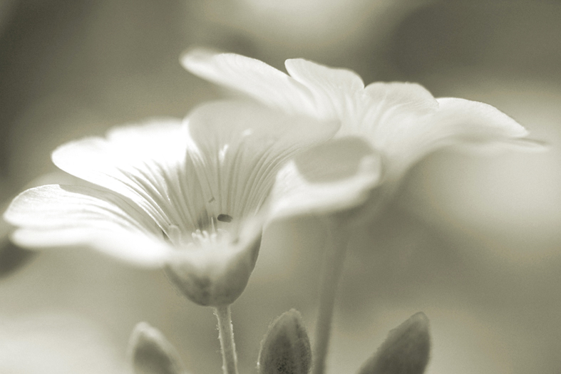 AS217 Wall décor art photographic on canvas floral daisy close up black & white